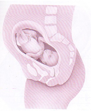 Gravidanza: il secondo trimestre di gestazione Gravidanza: il secondo trimestre di gestazione